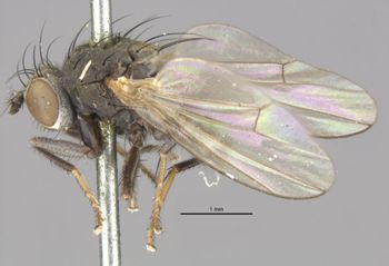 Media type: image;   Entomology 11131 Aspect: habitus lateral view